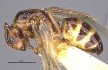Media type: image;   Entomology 21529 Aspect: habitus lateral view